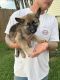 German Shepherd Puppies for sale in Hazel Green, AL 35750, USA. price: NA