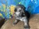 German Shepherd Puppies for sale in Henderson, NV, USA. price: NA