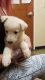 German Shepherd Puppies for sale in Grovetown, GA 30813, USA. price: $1,000