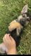 German Shepherd Puppies for sale in Lake Placid, FL 33852, USA. price: NA