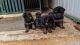 German Shepherd Puppies for sale in Dommasandra, Bengaluru, Karnataka, India. price: 40000 INR