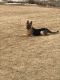 German Shepherd Puppies for sale in Windsor, CO 80550, USA. price: NA