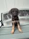German Shepherd Puppies for sale in Reno, NV 89509, USA. price: NA