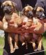 German Shepherd Puppies for sale in Crystal River, FL 34429, USA. price: $200