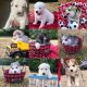German Shepherd Puppies for sale in Flint, MI 48532, USA. price: $700