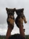 German Shepherd Puppies for sale in Ballari, Karnataka, India. price: 14000 INR