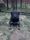 German Shepherd Puppies for sale in Summerset, SD, USA. price: NA