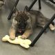 German Shepherd Puppies for sale in Plainfield, NJ, USA. price: NA
