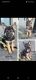 German Shepherd Puppies for sale in Oklahoma City, OK 73162, USA. price: $900