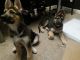 German Shepherd Puppies for sale in Sunnyvale, CA, USA. price: $500
