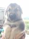 German Shepherd Puppies for sale in Cave Spring, GA 30124, USA. price: $350