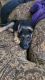 German Shepherd Puppies for sale in Lawrenceville, GA, USA. price: $500