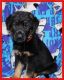 German Shepherd Puppies for sale in La Grange, MO 63448, USA. price: NA