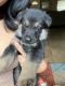 German Shepherd Puppies for sale in Ghent, NY, USA. price: NA