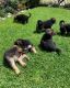 German Shepherd Puppies for sale in CA-1, Long Beach, CA, USA. price: NA