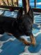 German Shepherd Puppies for sale in Fall River, MA, USA. price: NA