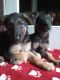 German Shepherd Puppies for sale in Sturbridge, MA, USA. price: NA