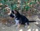 German Shepherd Puppies for sale in Valley Springs, CA 95252, USA. price: $100,000