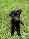 German Shepherd Puppies for sale in Naples, FL 34120, USA. price: NA