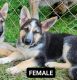 German Shepherd Puppies for sale in Charleston, WV, USA. price: $1,000