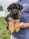 German Shepherd Puppies for sale in Davison, MI 48423, USA. price: NA