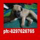 German Shepherd Puppies for sale in Nellore, Andhra Pradesh, India. price: 5000 INR