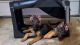 German Shepherd Puppies for sale in Lorton, VA 22079, USA. price: $900