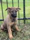 German Shepherd Puppies for sale in Burnsville, MN, USA. price: $1,800