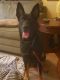German Shepherd Puppies for sale in 6804 E Quiet Retreat, Florence, AZ 85132, USA. price: NA