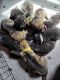 German Shepherd Puppies for sale in Murfreesboro, TN 37129, USA. price: $800