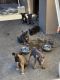 German Shepherd Puppies for sale in 11280 Norwood Ave, Riverside, CA 92505, USA. price: $250