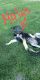 German Shepherd Puppies for sale in East Wenatchee, WA 98802, USA. price: NA