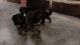 German Shepherd Puppies for sale in Ghazipur, Uttar Pradesh 233001, India. price: 15000 INR
