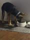 German Shepherd Puppies for sale in Dallas, TX, USA. price: $1,100