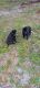 German Shepherd Puppies for sale in Fort McCoy, FL 32134, USA. price: $1,500