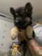 German Shepherd Puppies for sale in Crowley, TX 76036, USA. price: $1,800