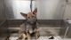 German Shepherd Puppies for sale in Fayetteville, GA, USA. price: $1,500