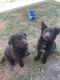 German Shepherd Puppies for sale in Bellwood, IL, USA. price: $1,500
