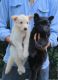 German Shepherd Puppies for sale in New Delhi, Delhi, India. price: 12000 INR
