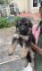 German Shepherd Puppies for sale in Indore, Madhya Pradesh, India. price: 18000 INR