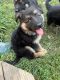 German Shepherd Puppies for sale in Grove City, OH 43123, USA. price: NA