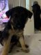 German Shepherd Puppies for sale in Santa Ana, CA, USA. price: $500