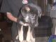German Shepherd Puppies for sale in Roseau, MN 56751, USA. price: NA