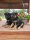 German Shepherd Puppies for sale in Spokane, WA, USA. price: $600