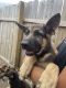 German Shepherd Puppies for sale in Perry, IA 50220, USA. price: NA
