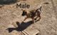 German Shepherd Puppies for sale in Tooele County, UT, USA. price: $875