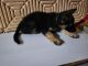 German Shepherd Puppies for sale in Babhalgaon, Maharashtra 413531, India. price: 14000 INR