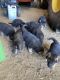 German Shepherd Puppies for sale in Durango, IA 52039, USA. price: NA
