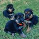 German Shepherd Puppies for sale in Wichita, KS, USA. price: $700