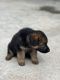 German Shepherd Puppies for sale in Osmanabad, Maharashtra 413501, India. price: 70000 INR
